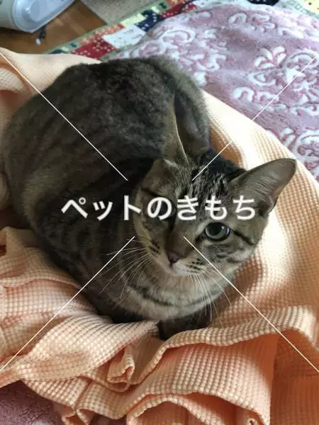 迷子猫の画像