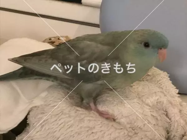 迷子鳥の画像