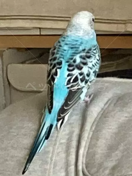 コメントの画像