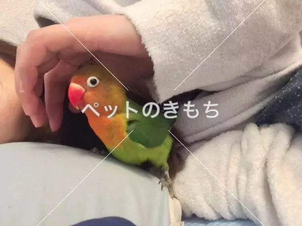 コメント投稿の画像