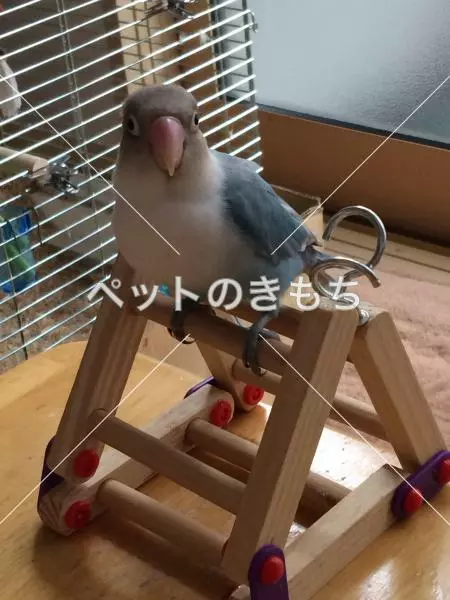 迷子鳥の画像
