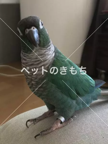 迷子鳥の画像