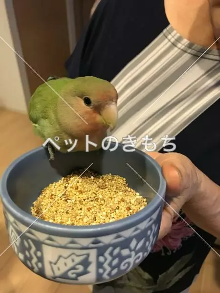 保護鳥の画像