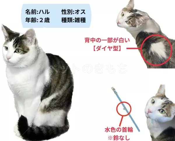 迷子猫の画像