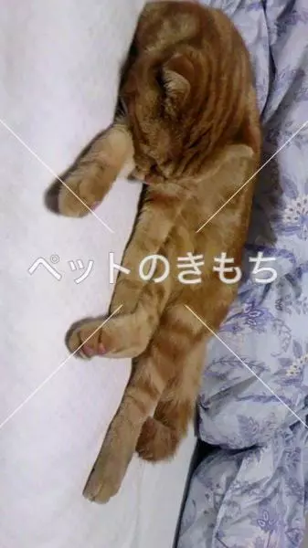 迷子猫の画像