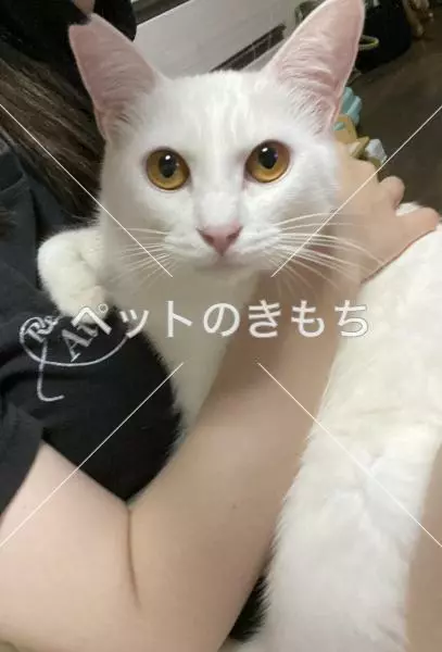 迷子猫の画像