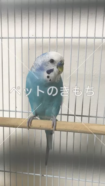 迷子鳥の画像