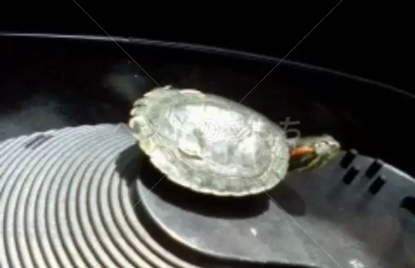 迷子ペットの画像