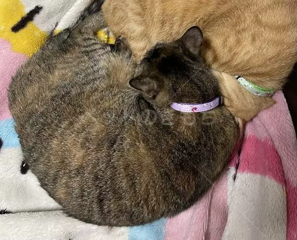 コメントの画像