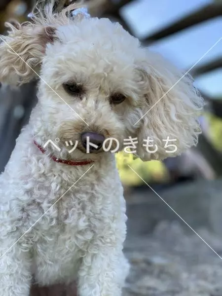 迷子犬の画像
