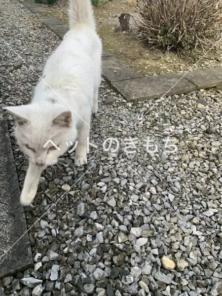 コメント投稿の画像