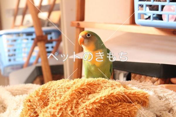 迷子鳥の画像