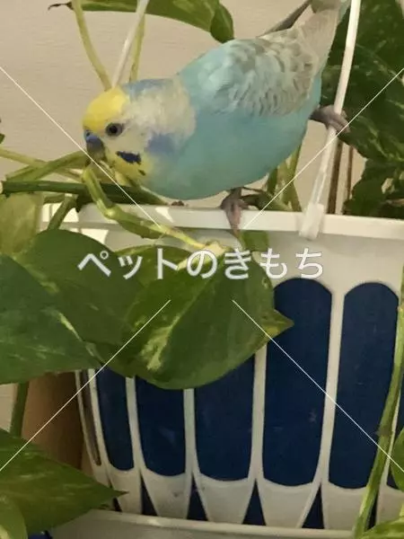 迷子鳥の画像