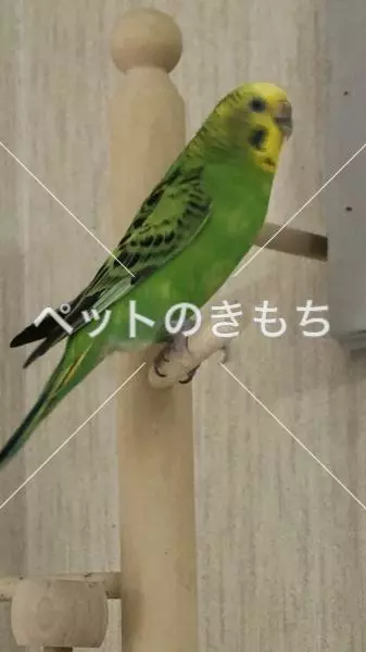 迷子鳥の画像