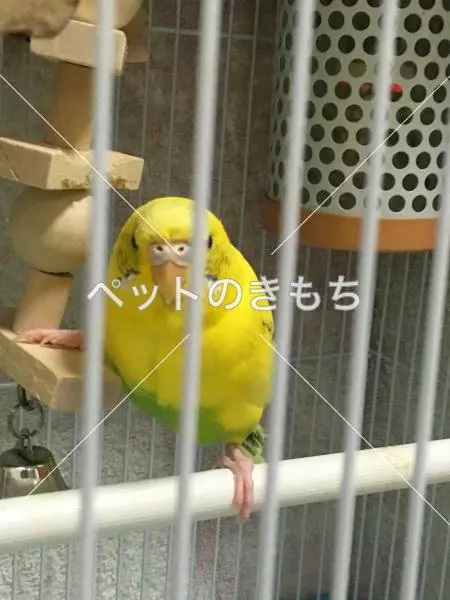 迷子鳥の画像