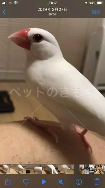 迷子鳥の画像