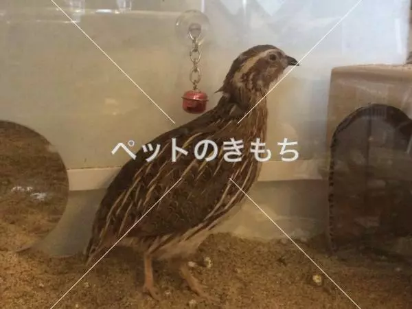 迷子鳥の画像