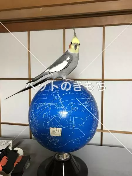 迷子鳥の画像
