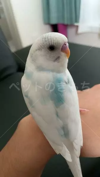 迷子鳥の画像