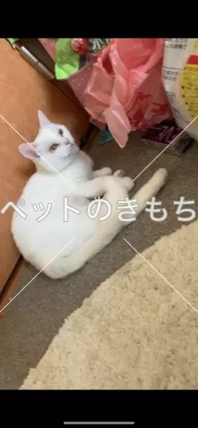 迷子猫の画像