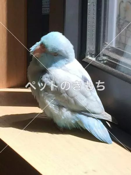 迷子鳥の画像