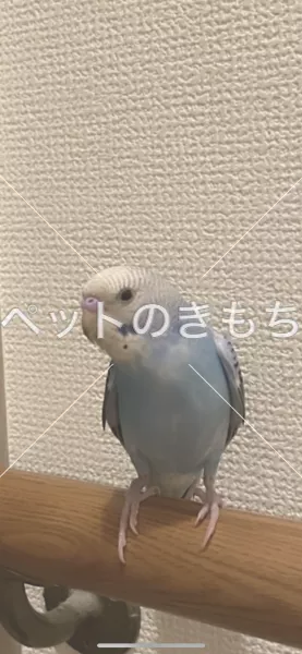 迷子鳥の画像