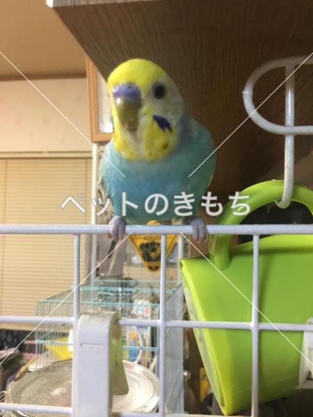 迷子鳥の画像