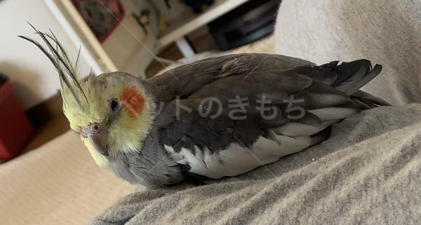 迷子鳥の画像