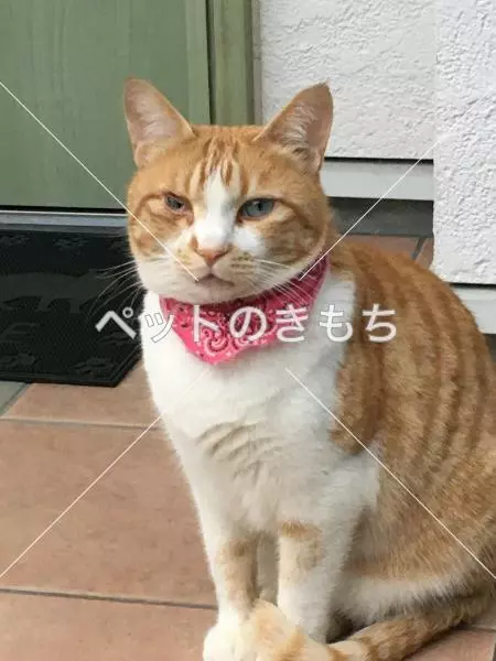 迷子猫の画像