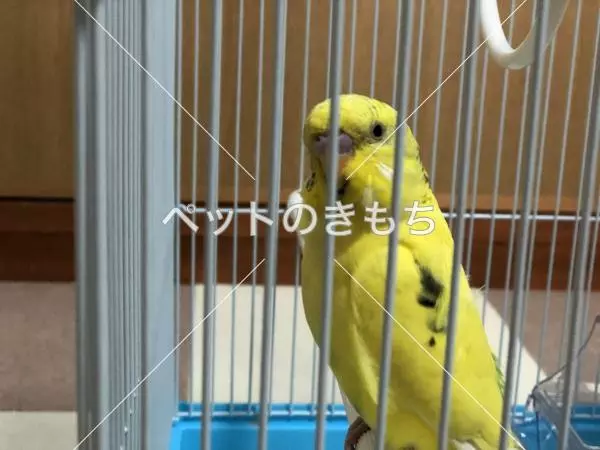 保護鳥の画像