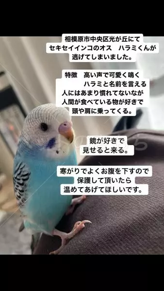 迷子鳥の画像