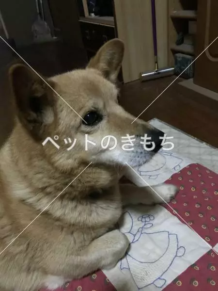 迷子犬の画像
