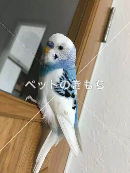 迷子鳥の画像