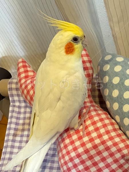 迷子鳥の画像