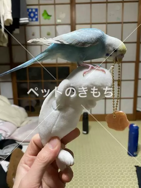迷子鳥の画像