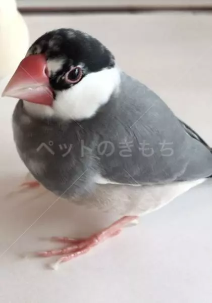 迷子鳥の画像