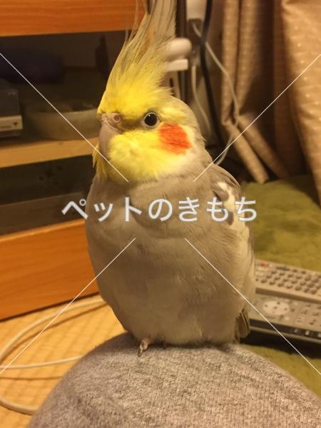 迷子鳥の画像