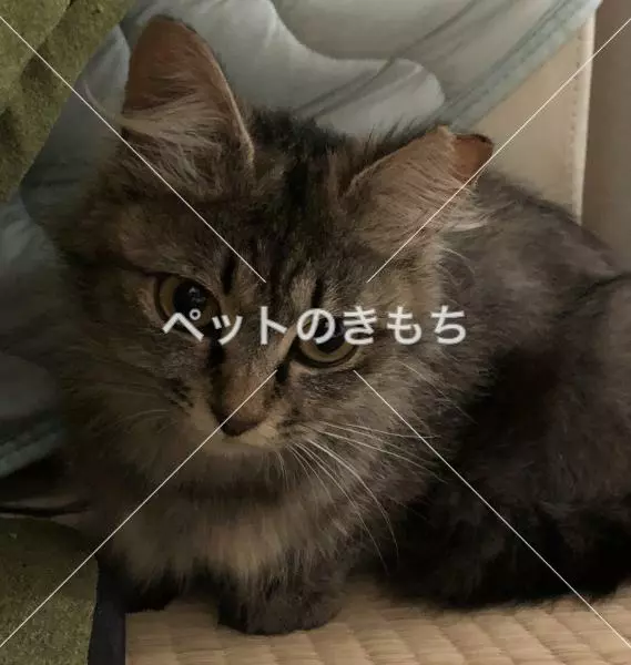 迷子猫の画像