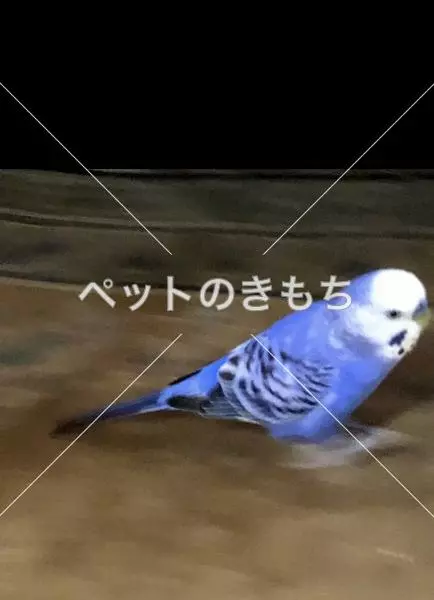迷子鳥の画像