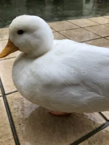 迷子鳥の画像