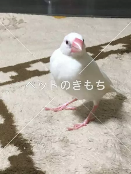 迷子鳥の画像