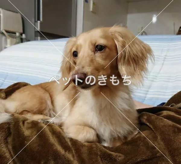 迷子犬の画像