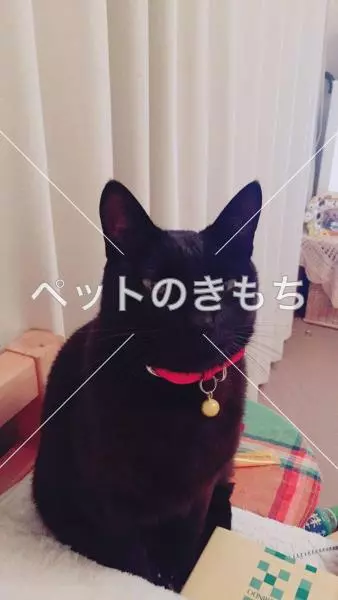 迷子猫の画像