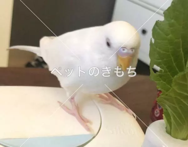 迷子鳥の画像