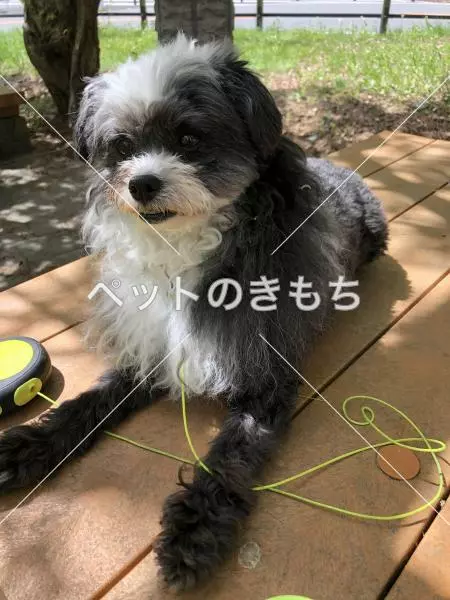 迷子犬の画像