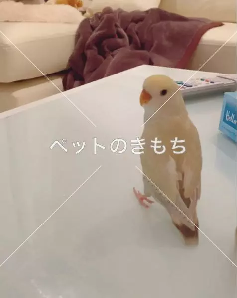 迷子鳥の画像