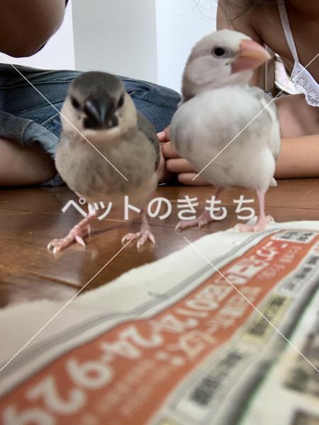 迷子鳥の画像