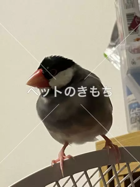 迷子鳥の画像