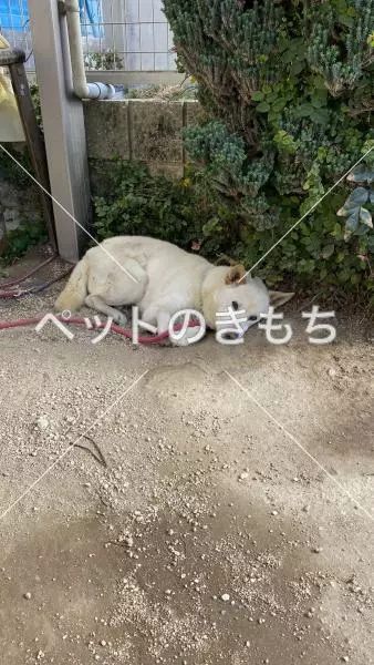 保護犬の画像