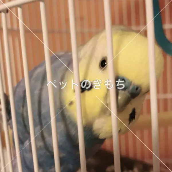 迷子鳥の画像
